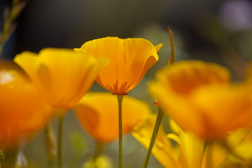 Fototapeta premium Flora of Gran Canaria - California poppy