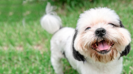 Dog breed Shih-Tzu Brown fur That is in the garden of grass.And there is a cute chubby-looking shape and was lying comfortably.