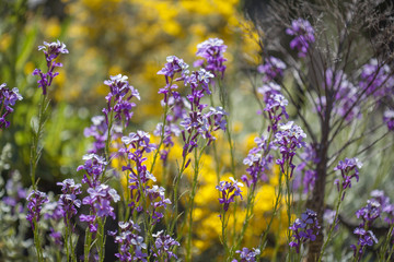Flora of Gran Canaria - Erysimum albescens