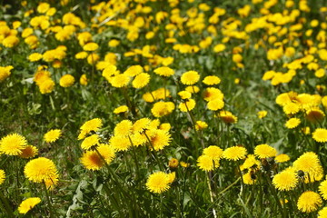 Blumenwiese mit gelben Löwenzahnblumen