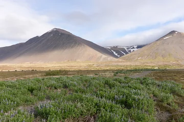 Foto op Canvas Iceland landscape with mountains and lupine flowers field © kelifamily