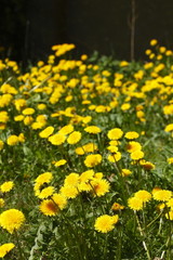 Obraz premium Blumenwiese mit gelben Löwenzahnblumen