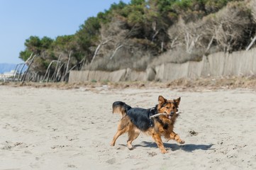 Fototapeta na wymiar Dog running on the beach with a stick, Paestum beach.