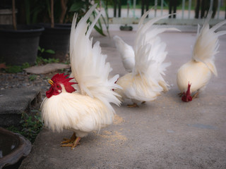 Bantam Drinking Water