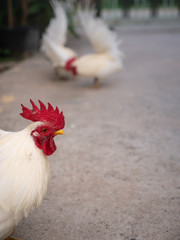 The Side View of Bantam