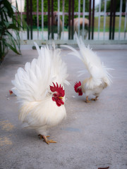 The Bantam Walk with Grace , behind The Two Dogs waiting for a Chance in The Back