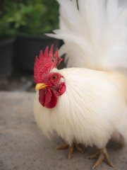 Bantam Standing peacefully