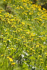 Blumenwiese mit gelben Löwenzahnblumen