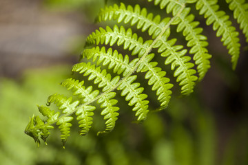 seasonal background with fern