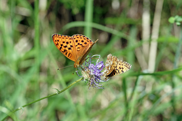 two butterfly on Purple flower