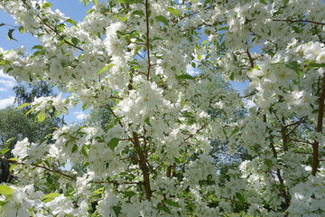 Яблони цветут в парке города Омска