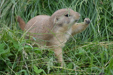 Prairie dog in the grass
