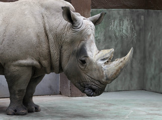 Obraz premium grey rhinoceros aviary