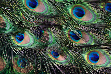tail peacock texture