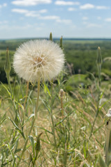 Huge white dandelion in the field