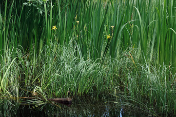 daffodils flowers at fairies pond in Fontainebleau