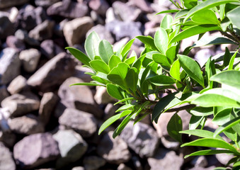 Obraz premium Small bush of banyan tree and the stone background
