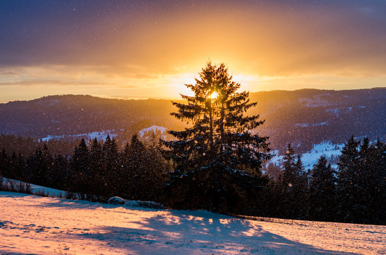 Fototapeta Winter sunrise with lonely tree, Little Poland landscape