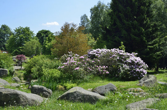 bl&uuml;hender Rhododendron im Kurpark in Schierke am Brocken