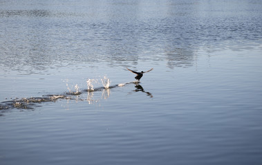 the duck takes off from the water