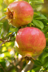 two fruit of a pomegranate on a branch with green leaves, matures on a tree, solar illumination, selective focusing