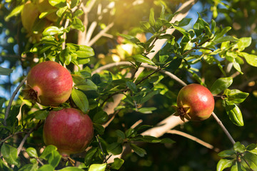 three red garnets on a branch with green leaves, grow on a tree, selective focusing, sun rays