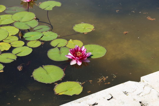 Flor de Agua