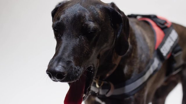 Black hound service dog on white screen