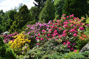 blühende Rhododendron in einem Garten