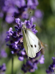 Kohlweißling auf Lavendel-Blüten