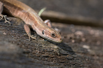 Small lizard on the forest ground