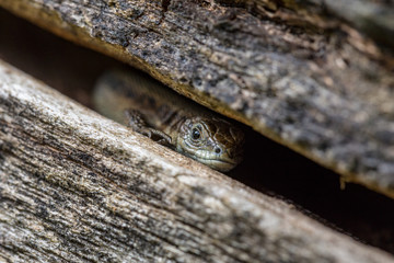 Small lizard on the forest ground