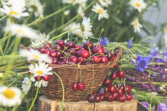 Beautiful summer background with cherries and flowers. Sunlight, sunset.