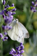 Kohlweißling auf Lavendel-Blüten