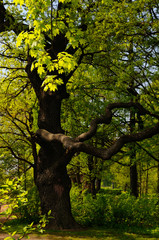 Fototapeta premium Oak fellow / Oak branches and stem look like a person stretching arms, Krestovsky island, Saint-Petersburg, Russia