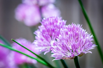 Fototapeta premium The soft pink and purple flower blooms of chives in a garden, with a shallow depth of field and a blurred background.