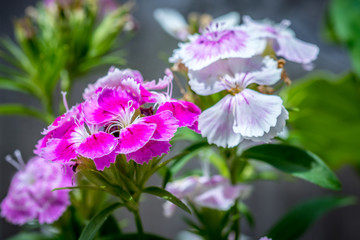 A bouquet of soft pink and purple dianthus flowers in the garden, with a shallow depth of field.