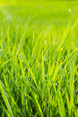 green grass nature background.
