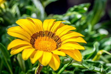 A bright yellow Gazania bloom glowing in the sunlight, with a shallow depth of field..