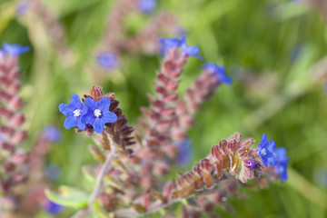 Blue Flowers, Norderney