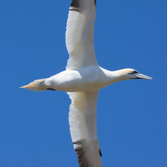 gannet in flight