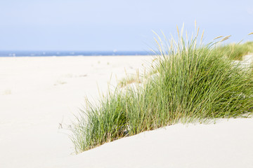 Tuft Of Grass In Beach Dunes