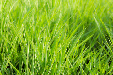 green grass nature background.