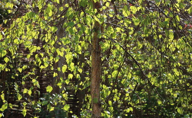 Fototapeta na wymiar Sunlight dappled young weeping birch tree 