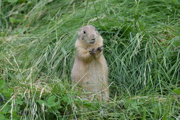 Prairie dog in the grass