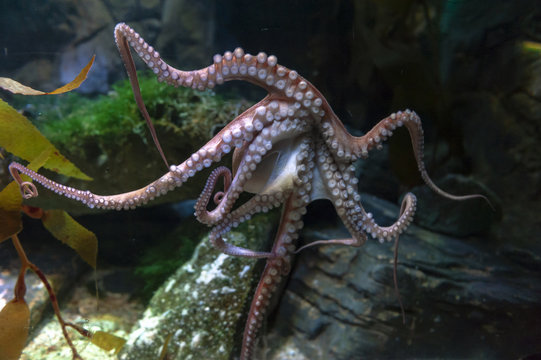 Octopus (Octopus vulgaris), a soft-bodied, eight-armed mollusc grouped within the class Cephalopoda with squids, cuttlefish and nautiloids, in an aquarium