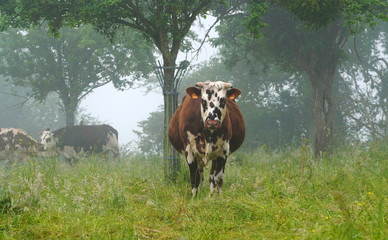 Animal ferme vache 224