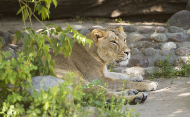Fototapeta premium lion, predator, king of beasts, big cat, claws, fangs, beast, nature