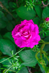 Colorful, beautiful, delicate flower rose in the garden