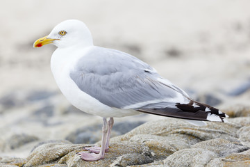Seagull At North Sea